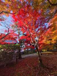 京都賞楓頂流之一：東福寺