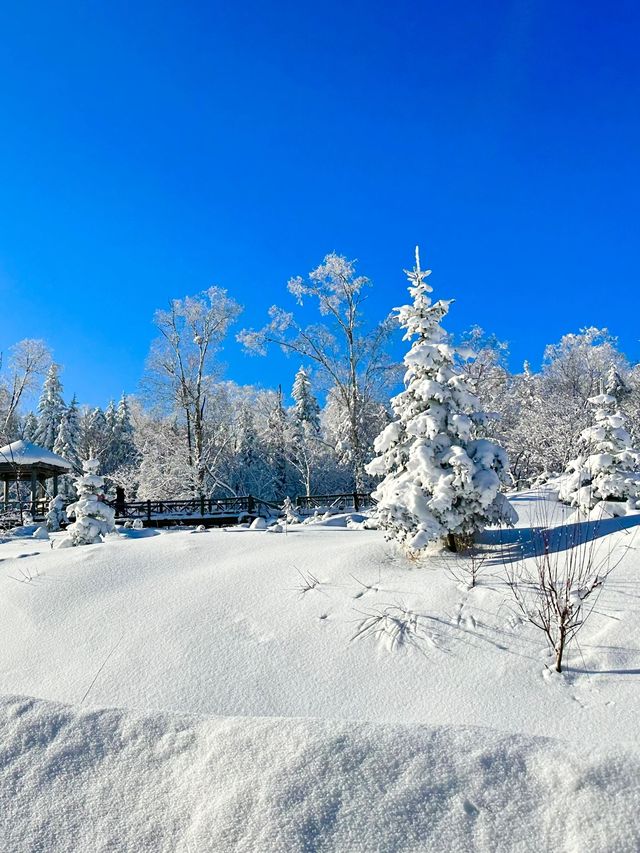 哈爾濱-雪鄉3日遊 超實用攻略看完再出發