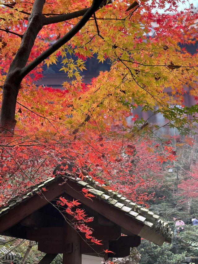 千年古寺秋景：楓葉與古寺的邂逅