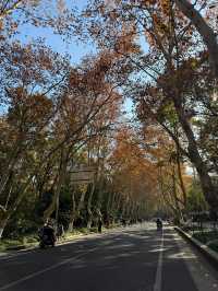 梧桐大道跟風打卡南京鐘山風景區