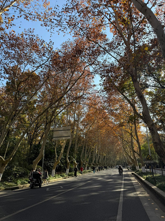 梧桐大道跟風打卡南京鐘山風景區