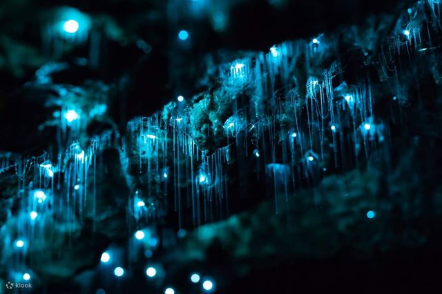 Discover the Enchanting Blue Glowworm Caves of Waitomo