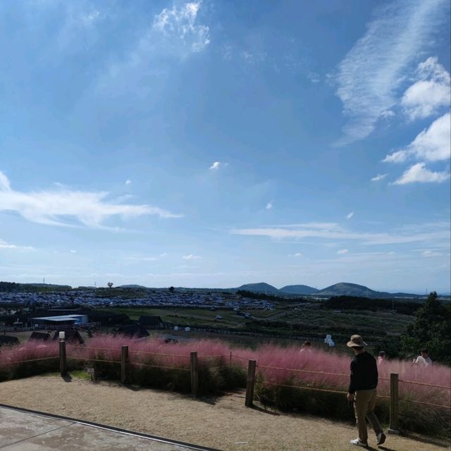 🇰🇷 Autumn's Blush: The Magic of Pink Muhly Grass