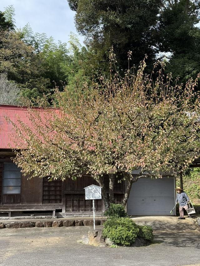 【伊東】ドライブしてみよう！The 田舎の風景の中で森林浴