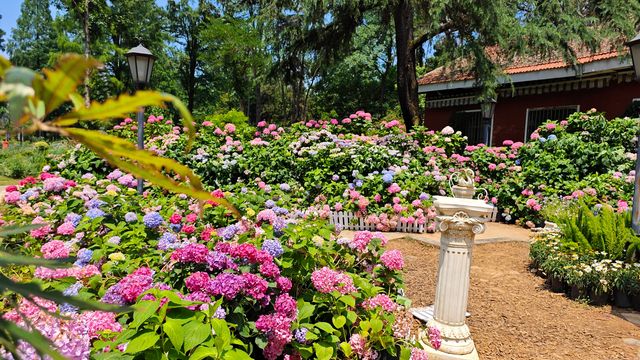 荟萃花影～中科院植物園浪漫的無盡夏繡球花展