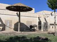 中國開放最早的動物園——北京動物園