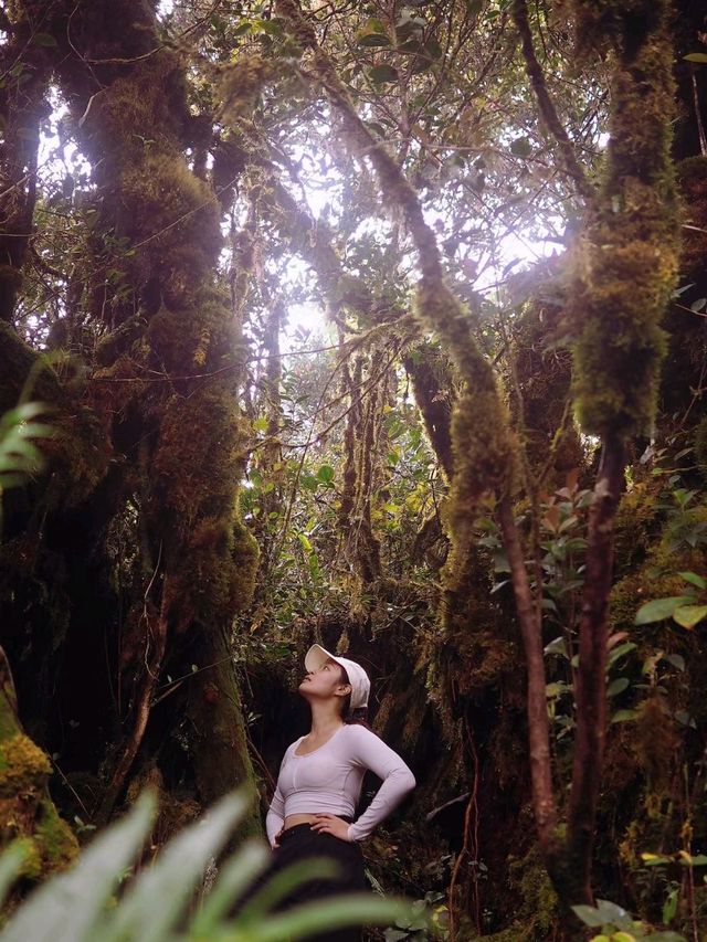 Mossy Forest in Indonesia is Breathtaking❤️