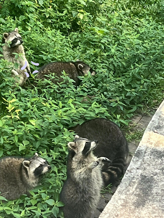 廣州動物園 | 無3小時走不出來。