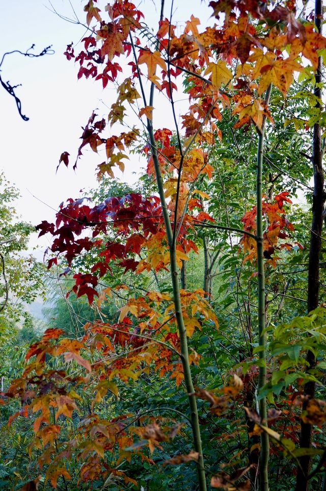 親近大自然好去處，四明山森林公園。