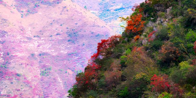 巫山紅葉正當時，烤魚戀橙等你來~。