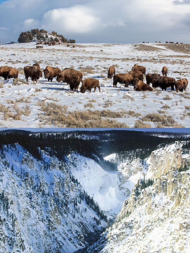 Winter Travel Guide to Yellowstone | For Those Planning a December Visit