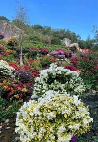 《廈門植物園｜繁花盛景，四季斑斕的生態畫卷