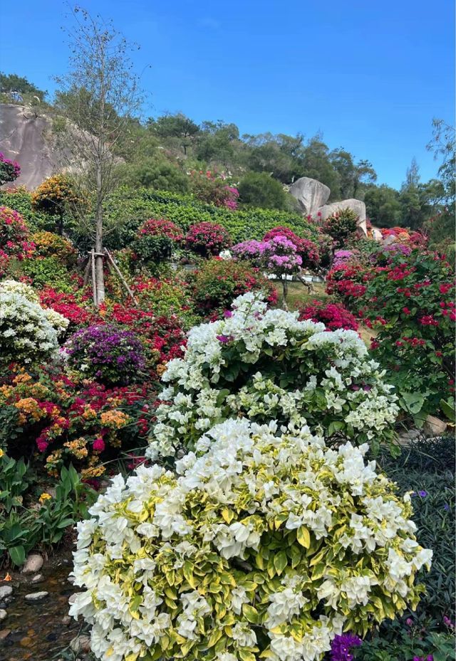 《廈門植物園｜繁花盛景，四季斑斕的生態畫卷