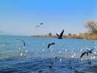 撈魚河公園——樹和鳥的樂土