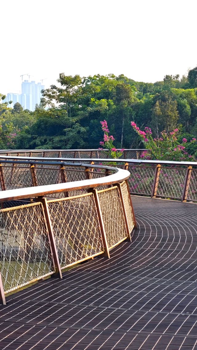 在深圳市區裡的空中樹屋棧道