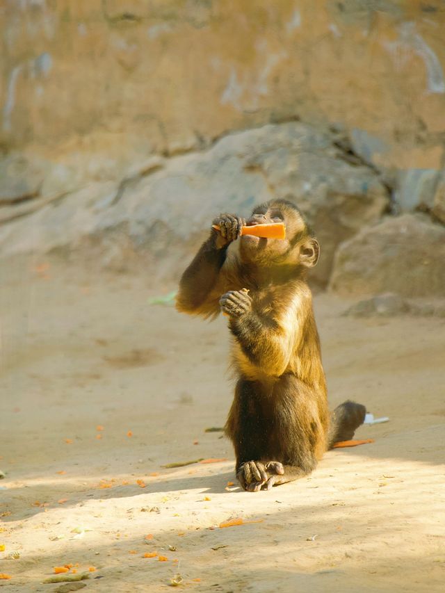 冬季反向遊 |  附鄭州動物園遊玩攻略