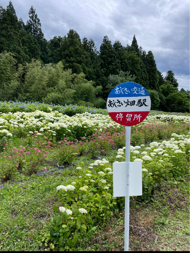 日本最大級の紫陽花の海原を見に行こう🥰💠🤍みちのくあじさい園