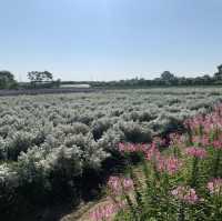 "Chiang Mai's flower farms: a feast for the eyes and a balm for the soul. Nature at its finest!