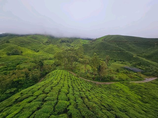 A lush green Tea Farms at Cameron Highlands, Sungai Palas by BOH