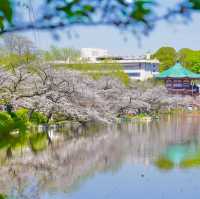 東京景點｜巧遇櫻花盛開~東京賞櫻勝地上野恩賜公園