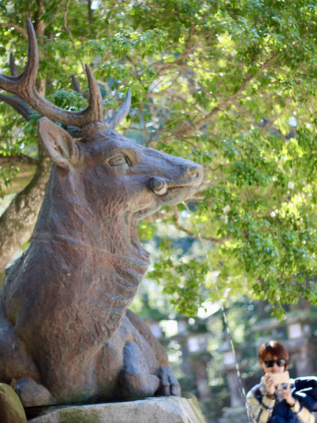 A Magical Encounter with Deer at Kasuga Taisha