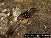 Best Autumn Viewing Experience 3/3 [Beyond Chonggu Grassland, Yading Nature Reserve]