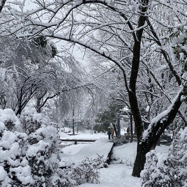 南湖公園：冬日仙境 ❄️🏞️