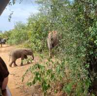 Visiting the Kruger national park