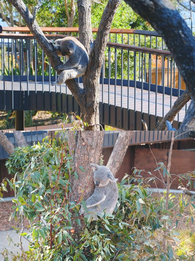 澳大利亞/塔龍加動物園旅遊攻略