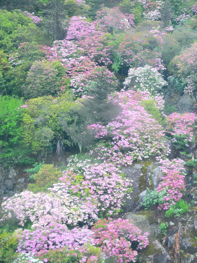 索瑪花開螺髻山