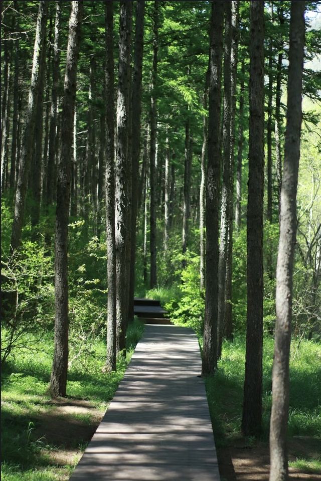 六盤山國家森林公園|和我一起徒步森林吧