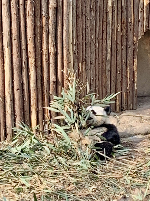 成都大熊貓🐼基地｜花花你在哪？