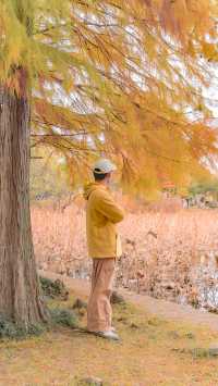 合肥植物園，賞秋拍照打卡攻略！