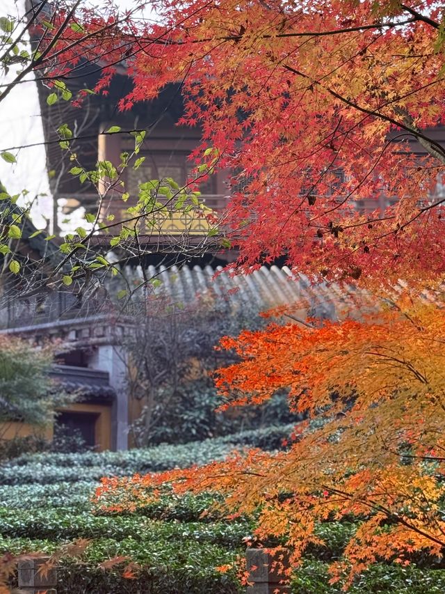 千年古寺秋景：楓葉與古寺的邂逅