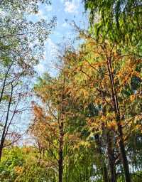 城市裏的濕地調節器，白雲湖公園