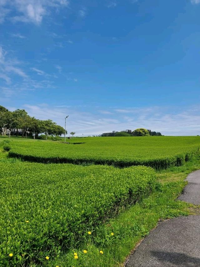 濟州島雪綠茶博物館：適合春天遊玩, 必食綠茶甜點