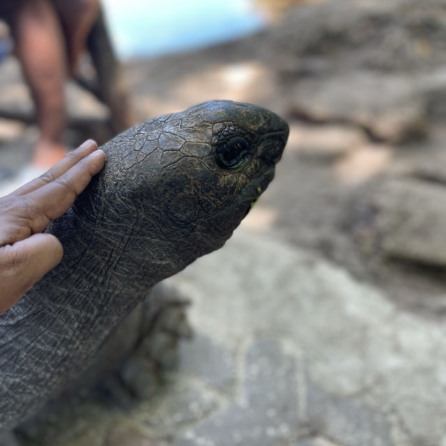 The old tortoise sanctuary in Zanzibar 