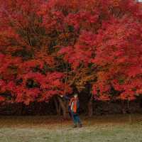 Autumn in Naejangsan – The Season of Yellow and Red