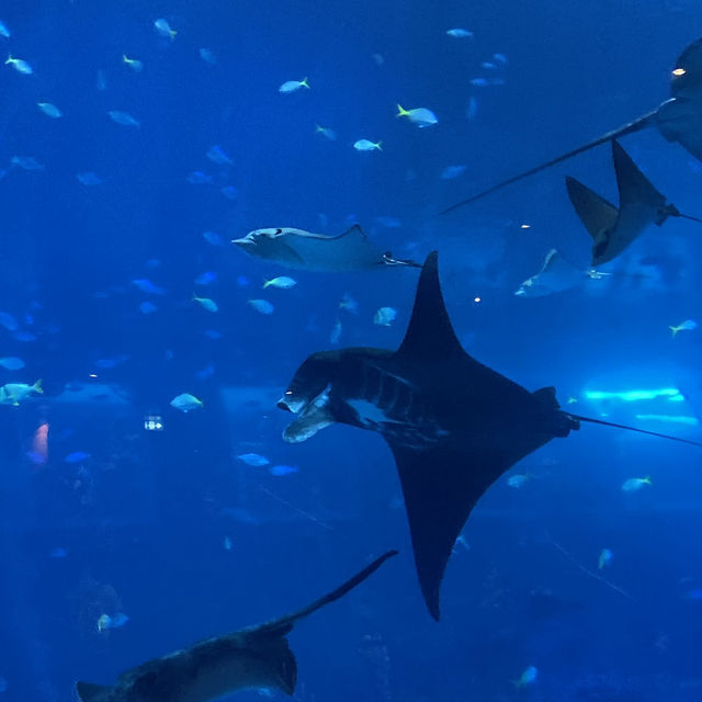 Amazing aquarium in Singapore 🇸🇬 