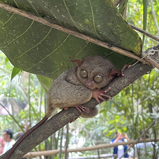 世界でボホールだけ！ターシャと出会える公園