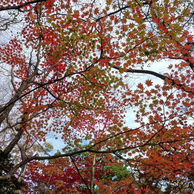 🌿 한라산 백록담, 그 아름다운 순간 🌿