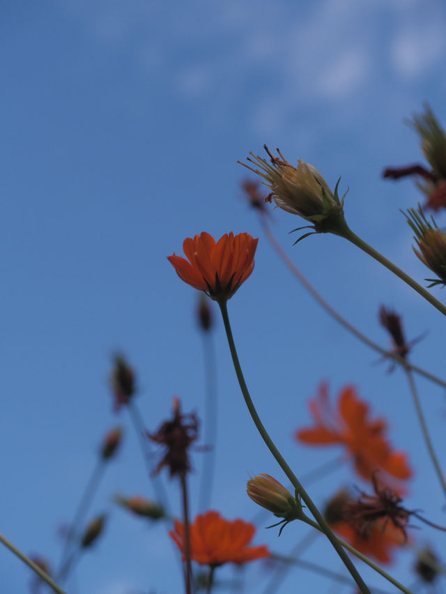 10月的硫華菊花海，美的像油畫