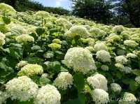 【埼玉県】埼玉屈指の花の名所！四季折々の花が楽しめる「幸手権現堂桜堤」