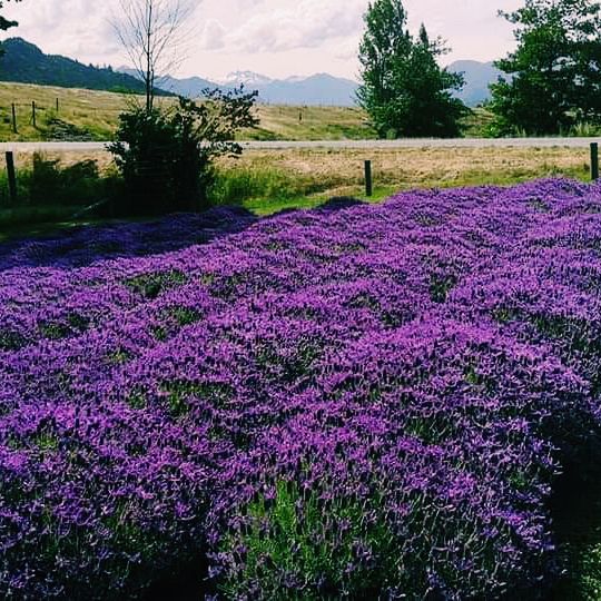 Soothing Bliss: Wanaka Lavender Farm, a Must-Visit Haven