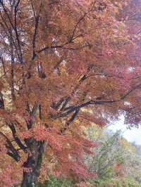 🍁 紅葉が織りなす秋の楽園：軽井沢の紅葉 🍂  