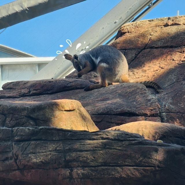 Kangaroo? Koala? In the middle of the city? Sign me up RIGHT NOW!