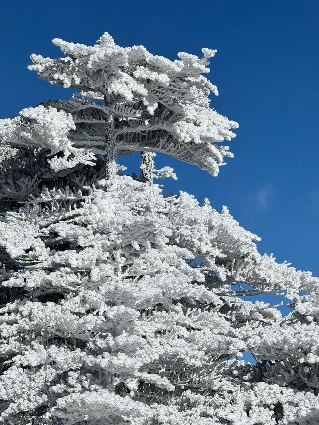 次看到蒼山雪了，感受到了生命的大自在