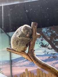 紅山森林動物園：城市裡的野性秘境。