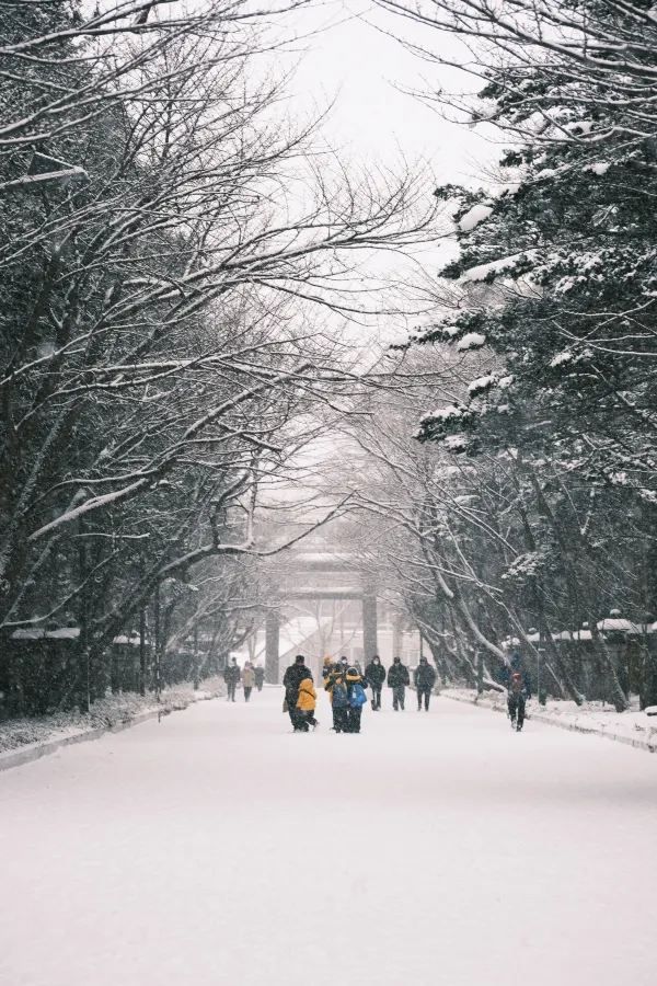 北海道神宮⛩️迎來一場純淨美麗的雪