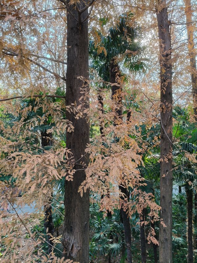 書院氛圍濃厚的和平公園！